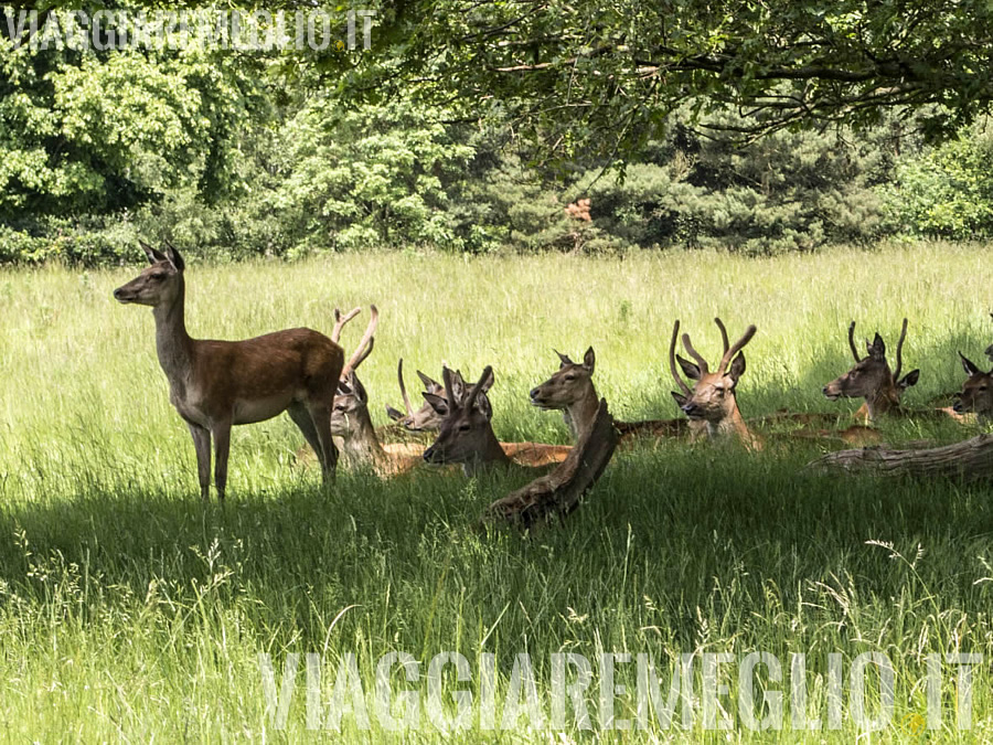 Richmond Park, Londra