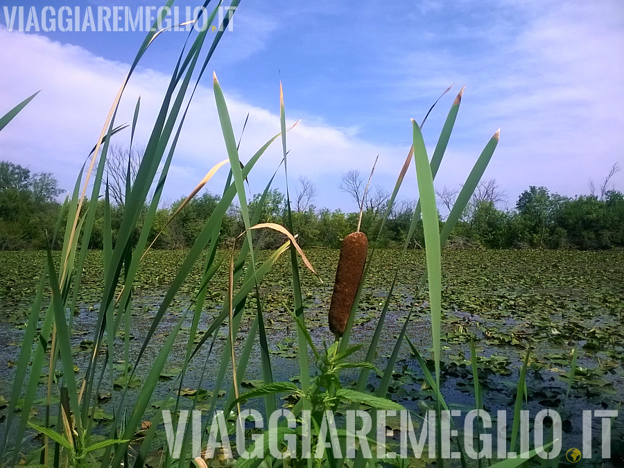 Arboretum di Madison, Wisconsin